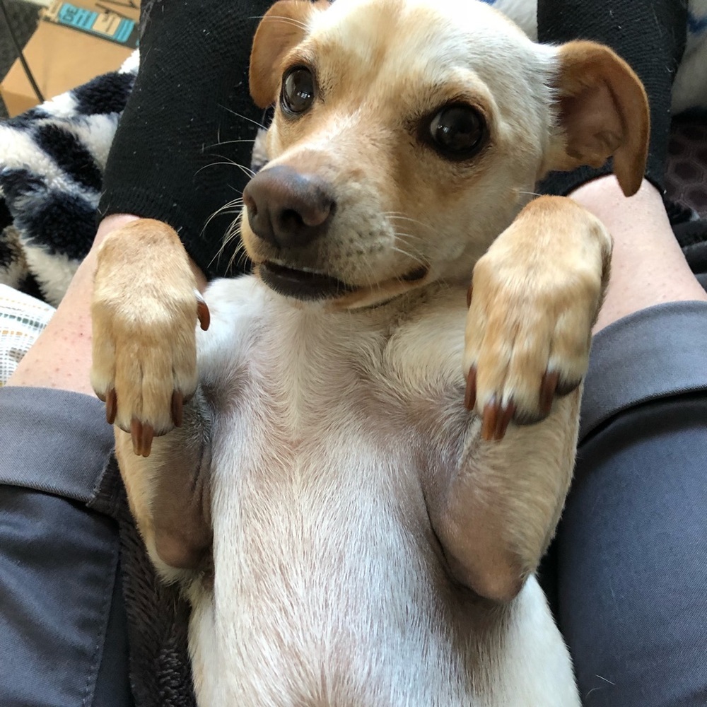 Meet your Posher, Heidi